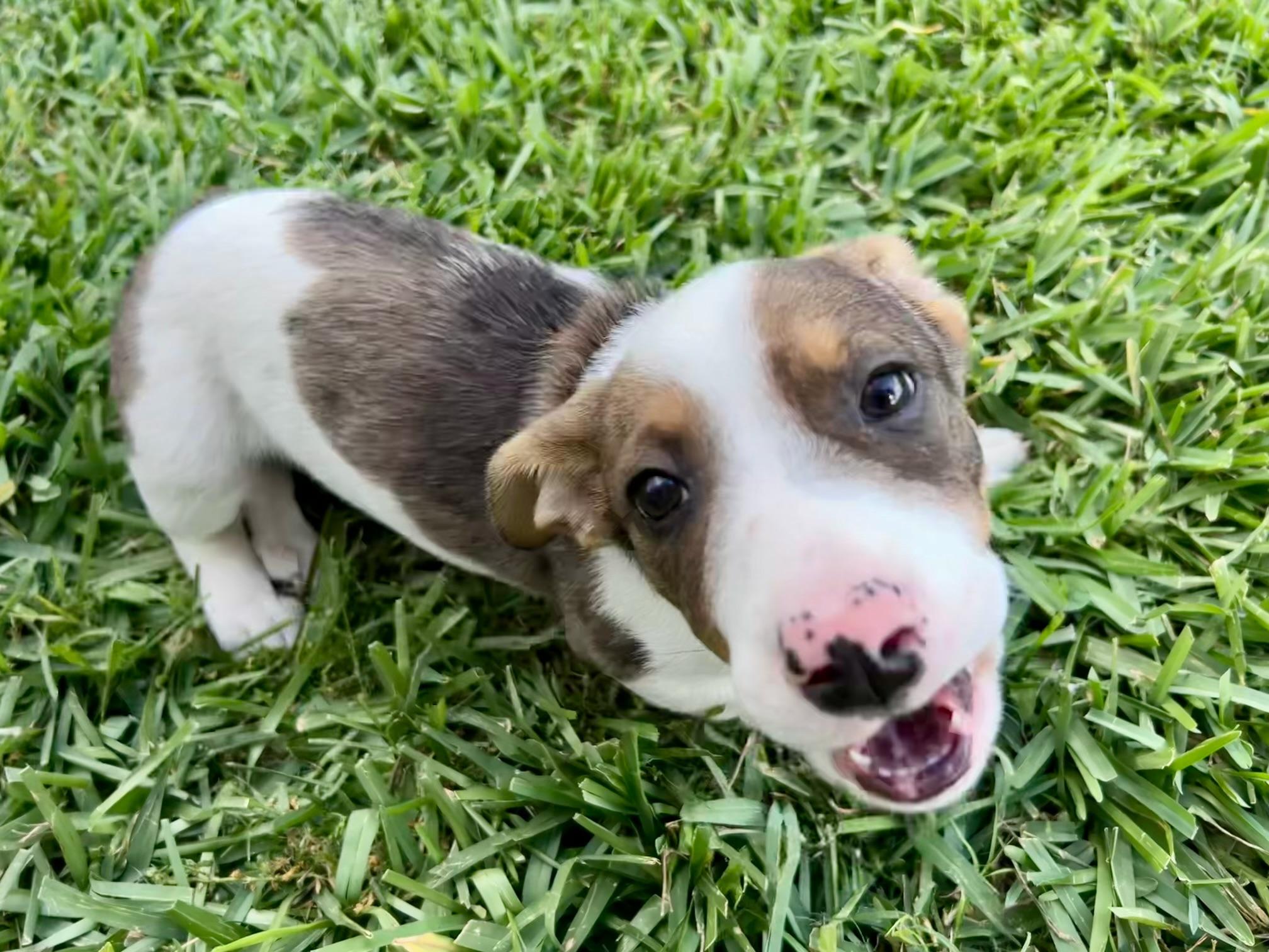 Enlarge Peter, an adopted mixed breed in Cypress, TX image 4/6
