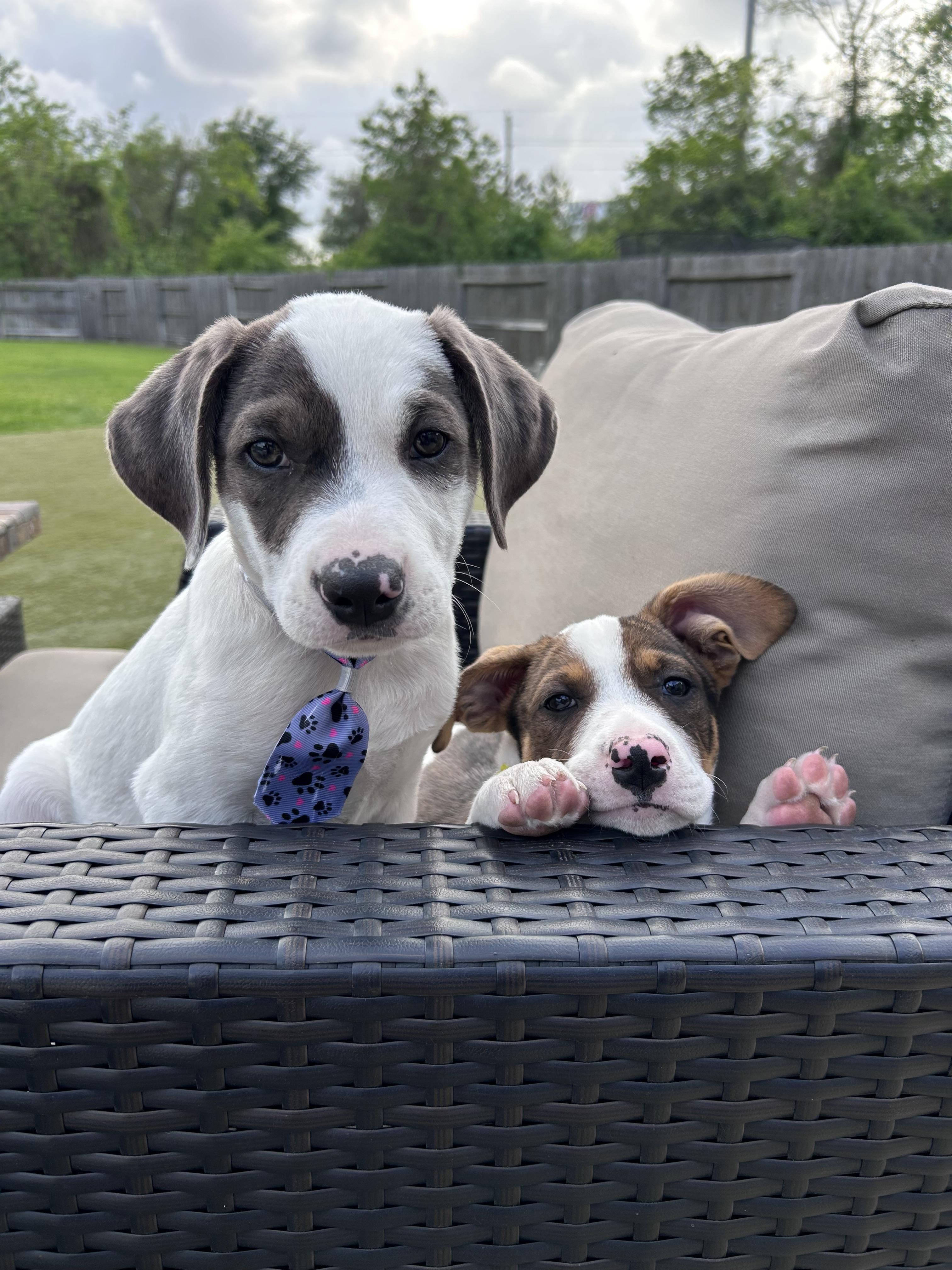 Enlarge Peter, an adopted mixed breed in Cypress, TX image 5/6