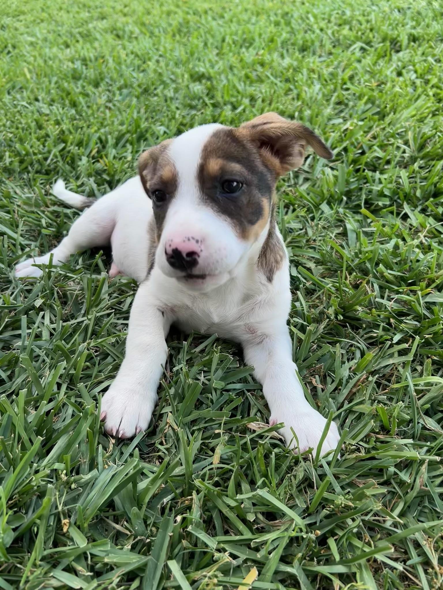 Enlarge Peter, an adopted mixed breed in Cypress, TX image 6/6