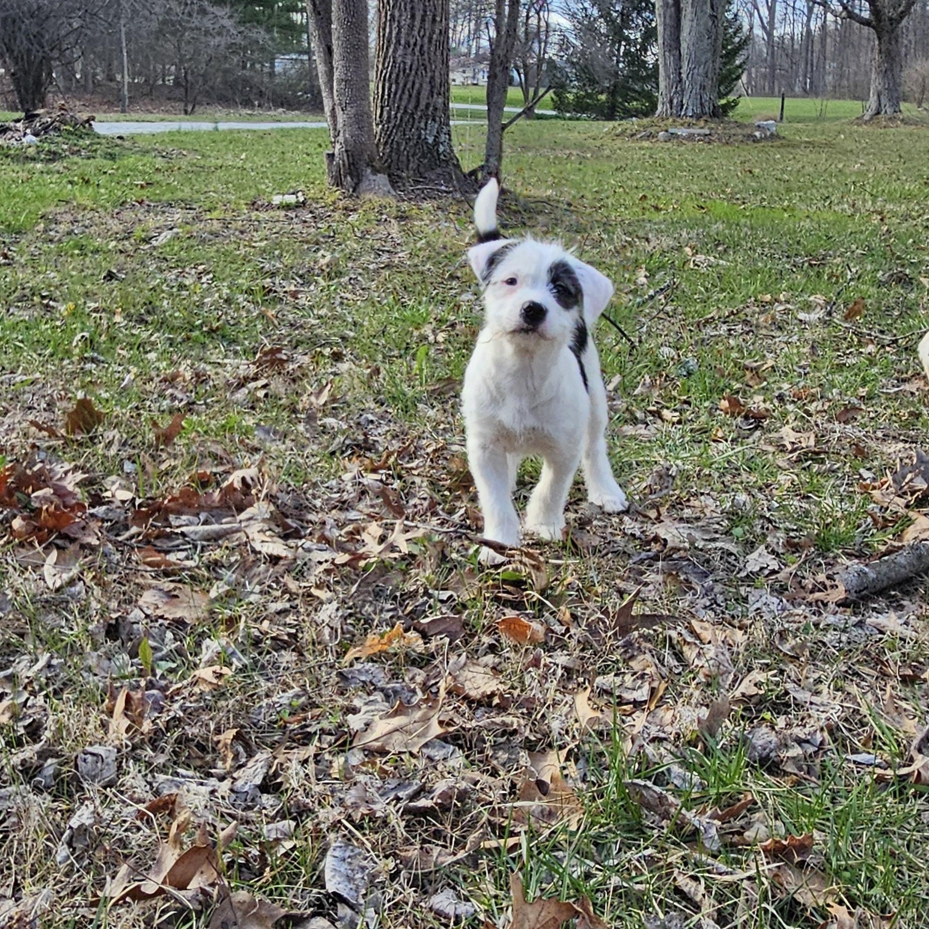 Enlarge Charley, a Adopted mixed breed in Cloverdale, IN image 1/4