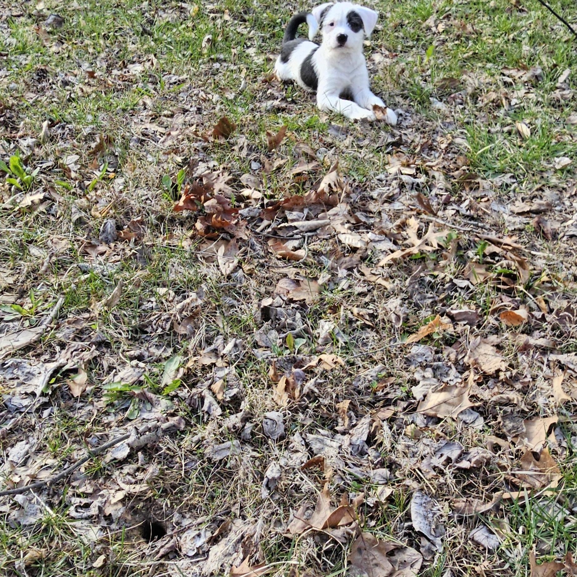 Enlarge Charley, a Adopted mixed breed in Cloverdale, IN image 2/4