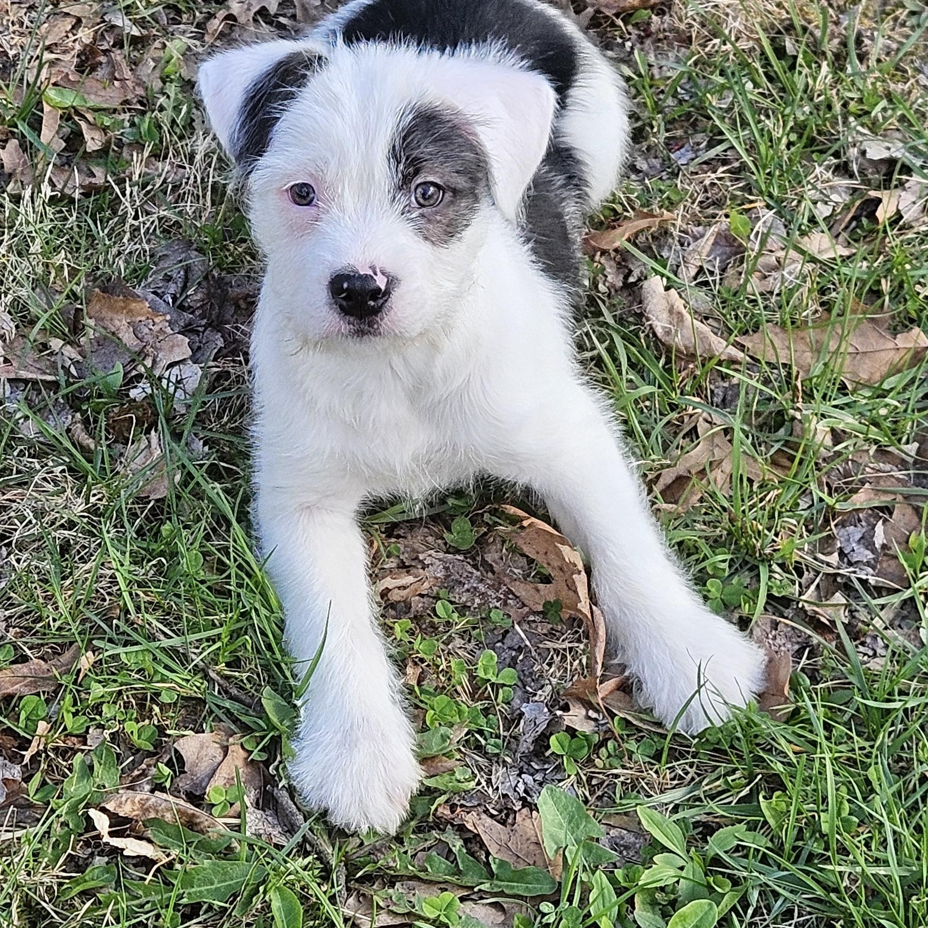 Charley, Adopted, Young Male Terrier.