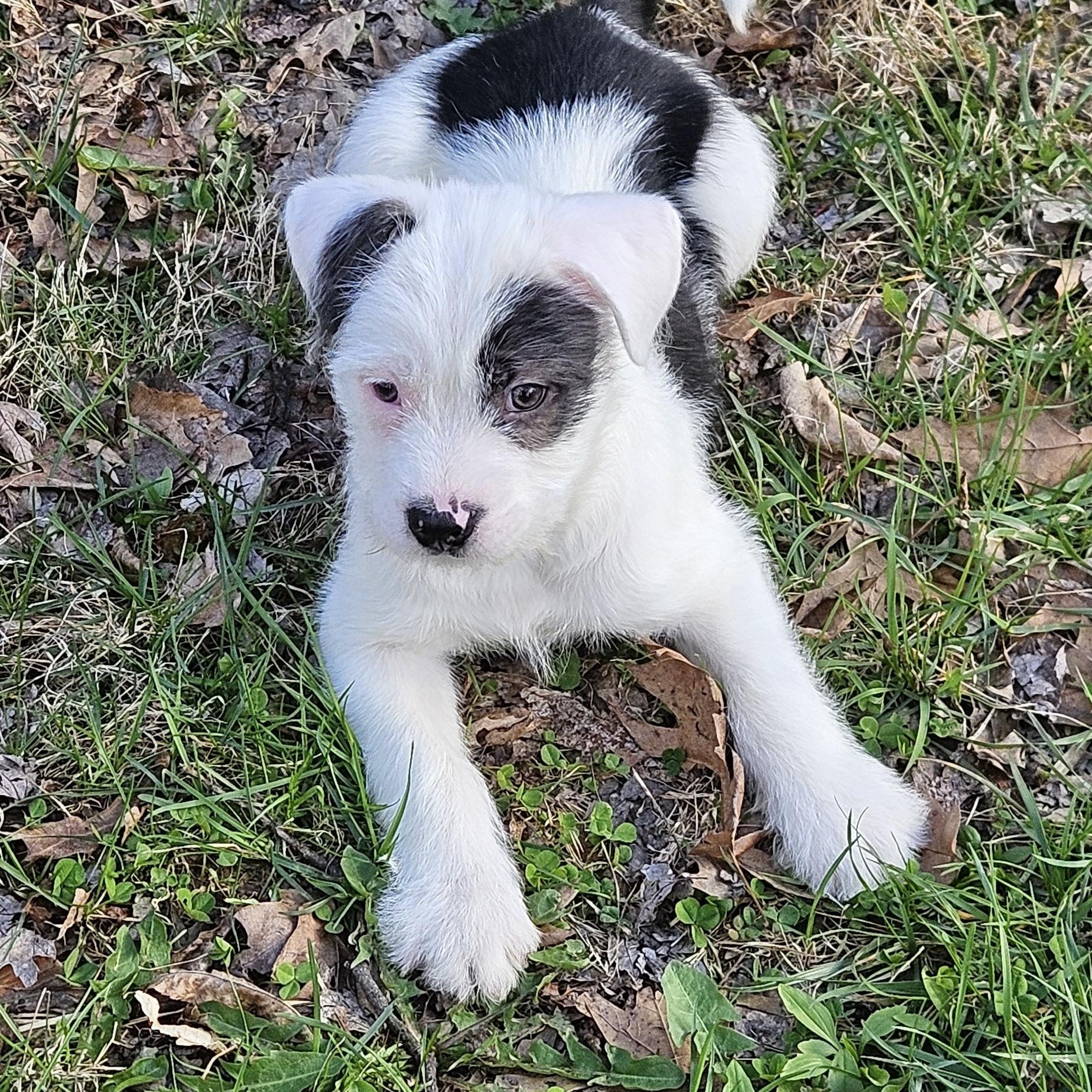 Enlarge Charley, a Adopted mixed breed in Cloverdale, IN image 4/4