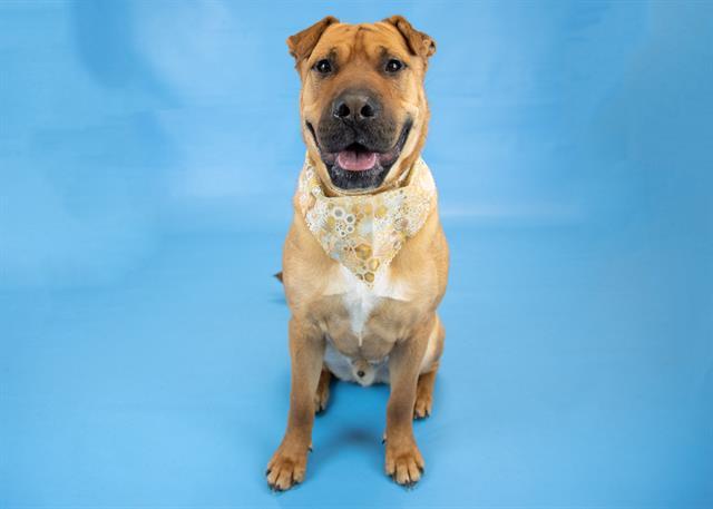 SMUSH, Adoptable, Young Male Shar-Pei & Mixed Breed.