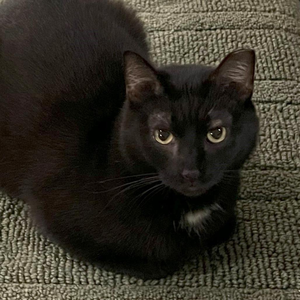 Enlarge Johnny, a Adoptable Domestic Short Hair in Panama City Beach, FL image 2/3