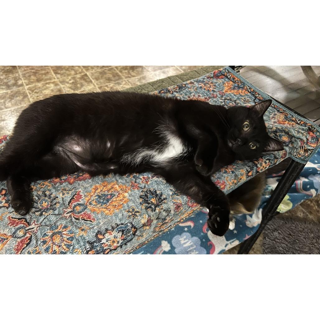 Enlarge Johnny, a Adoptable Domestic Short Hair in Panama City Beach, FL image 3/3