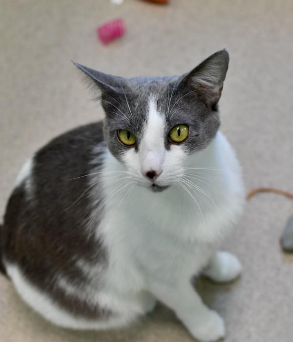 Co-co, Adoptable, Adult Female Domestic Short Hair.