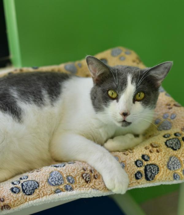 Co-co, Adoptable, Adult Female Domestic Short Hair.