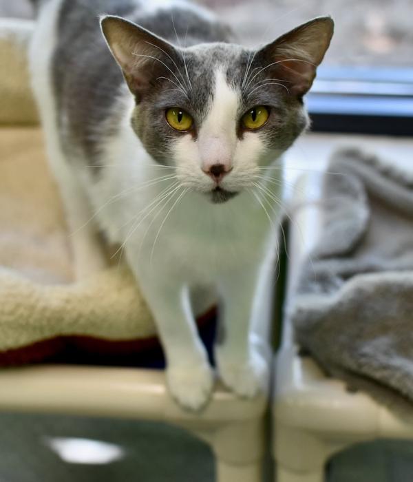 Enlarge Co-co, a Adoptable Domestic Short Hair in Marietta, GA image 3/6