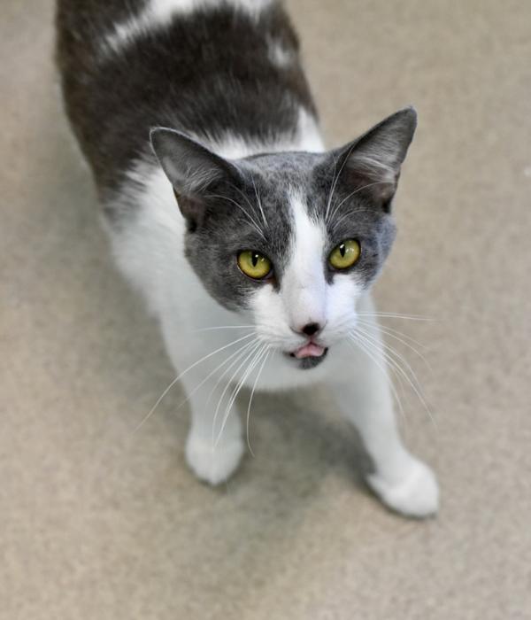 Enlarge Co-co, a Adoptable Domestic Short Hair in Marietta, GA image 4/6