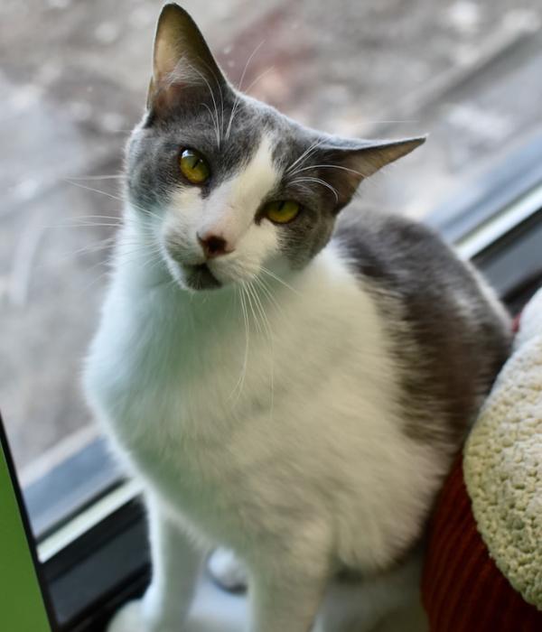 Enlarge Co-co, a Adoptable Domestic Short Hair in Marietta, GA image 5/6