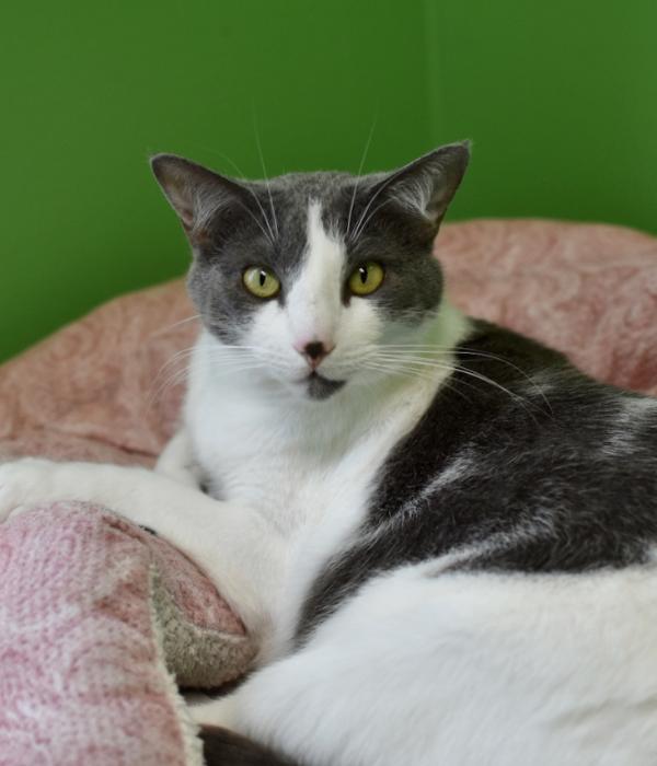 Enlarge Co-Co, a Adoptable Domestic Short Hair in Marietta, GA image 5/6