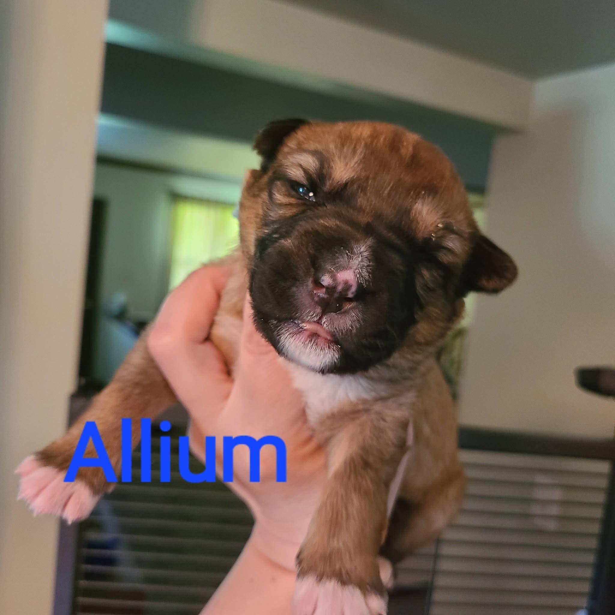 Enlarge Allium, a ADOPTABLE mixed breed in Pleasant Ridge, MI image 1/1