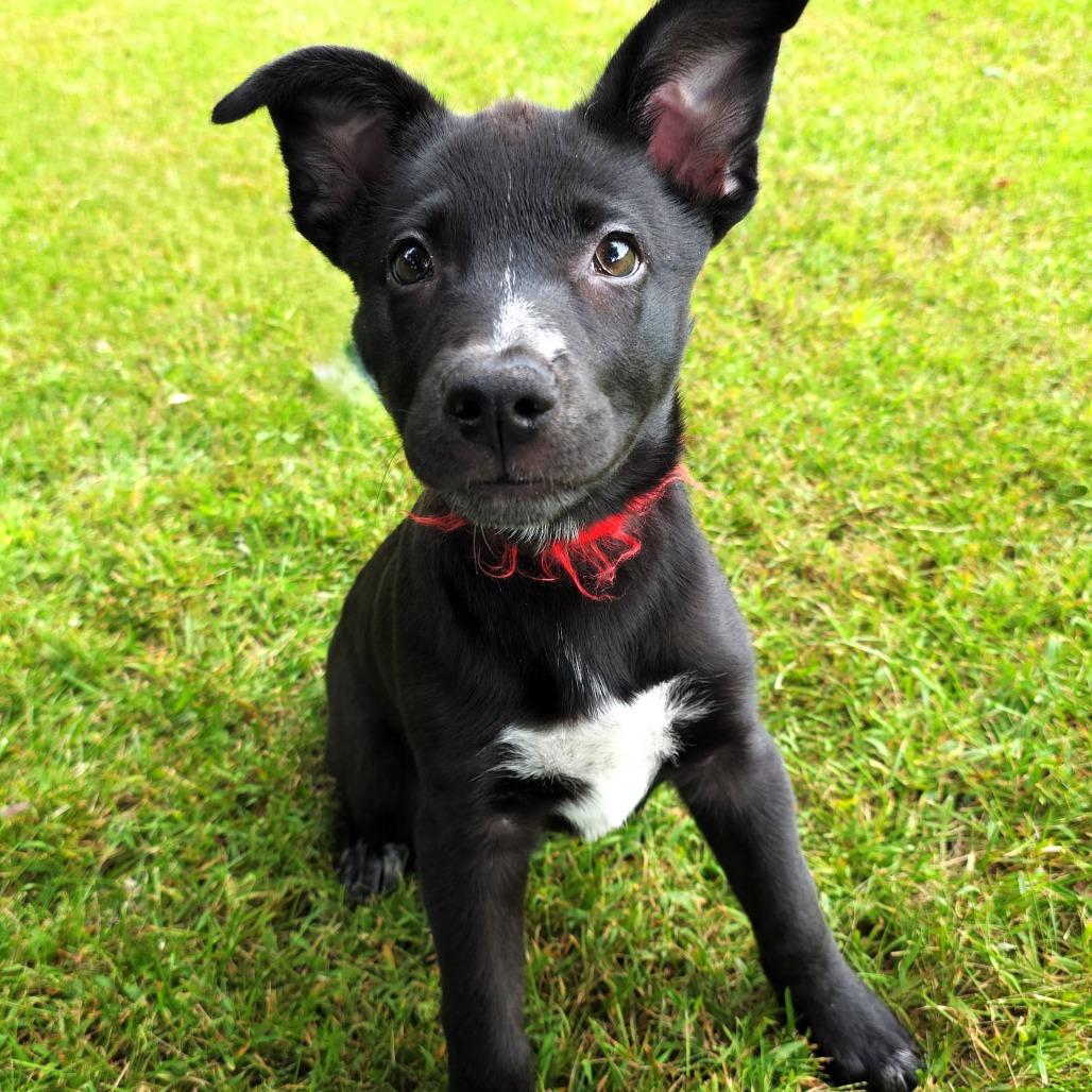 Veronica, Adoptable, Puppy Female Black Labrador Retriever & Shepherd.