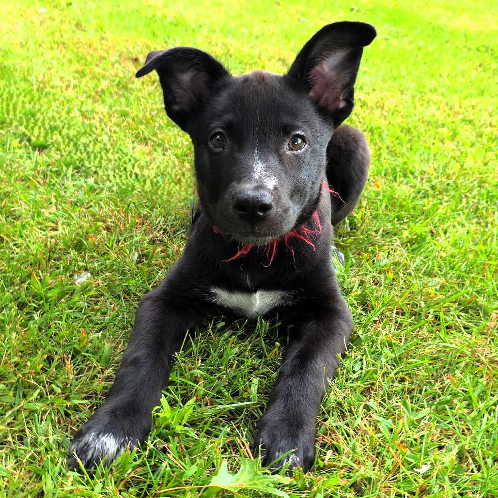Enlarge Veronica, a Adoptable mixed breed in Michigan City, IN image 2/5