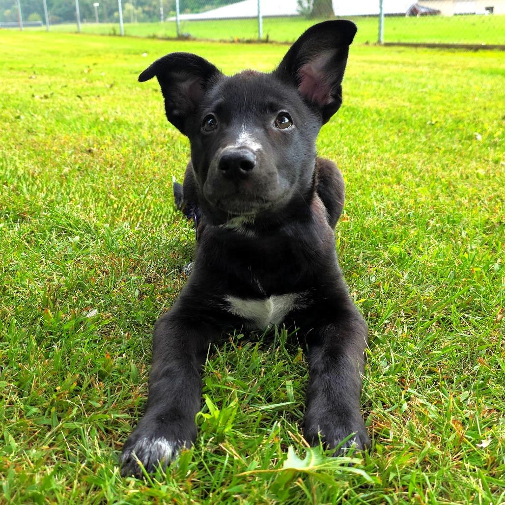 Enlarge Veronica, a Adoptable mixed breed in Michigan City, IN image 3/5