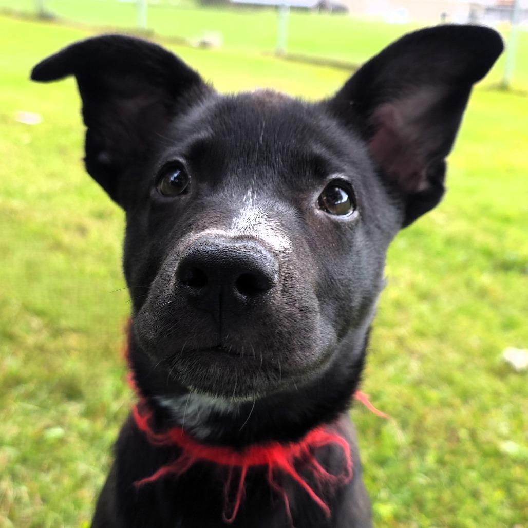 Enlarge Veronica, a Adoptable mixed breed in Michigan City, IN image 4/5