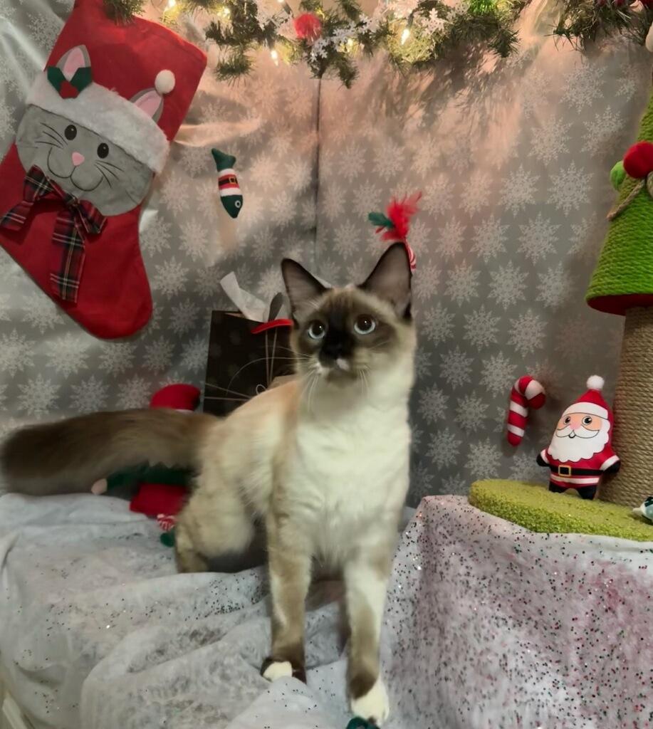 Enlarge Mufasa, an adopted Siamese in Salida, CA image 1/1