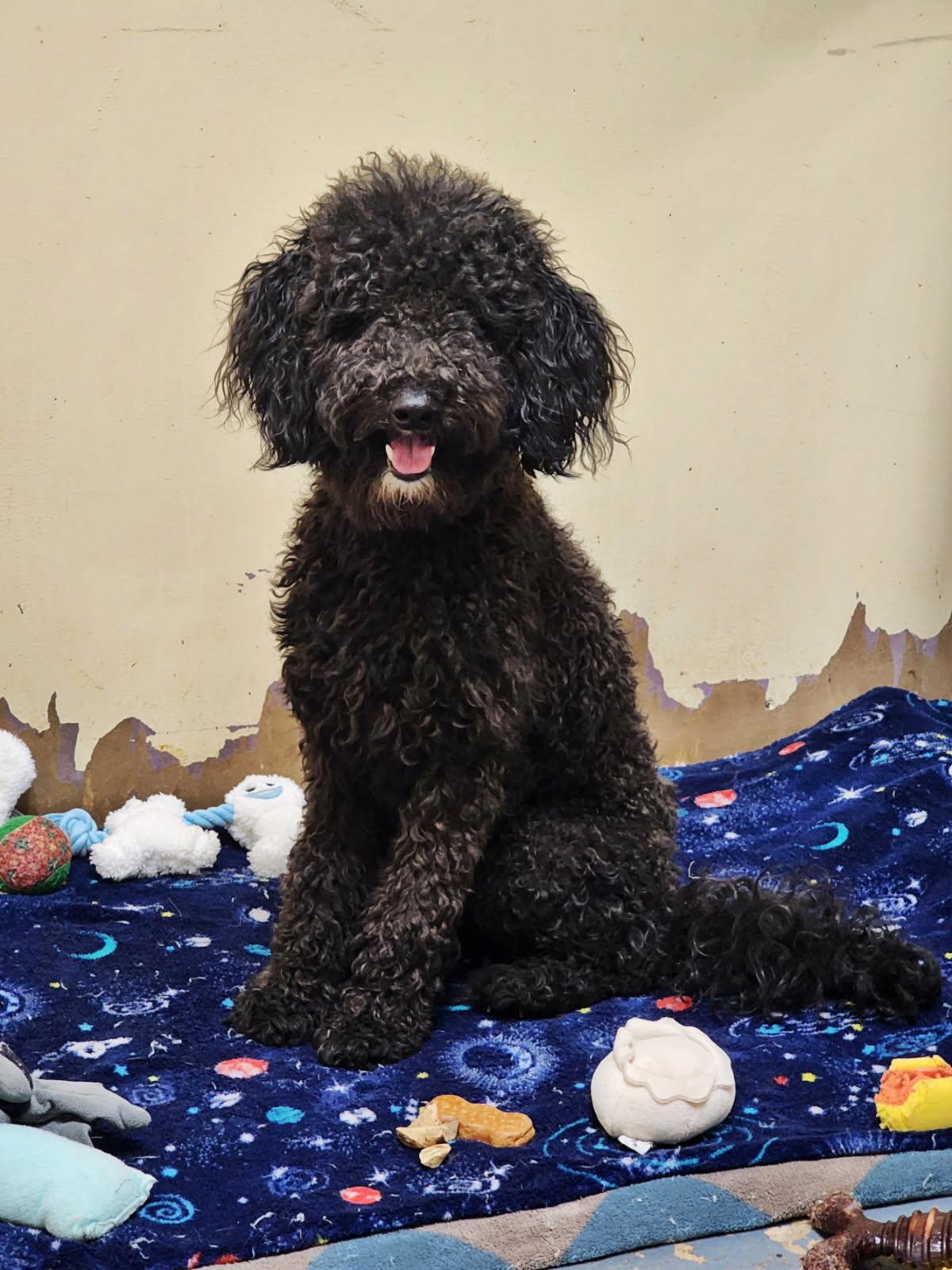 Macie, an adoptable Aussiedoodle, Poodle in Farmington, CT, 06032 | Photo Image 1