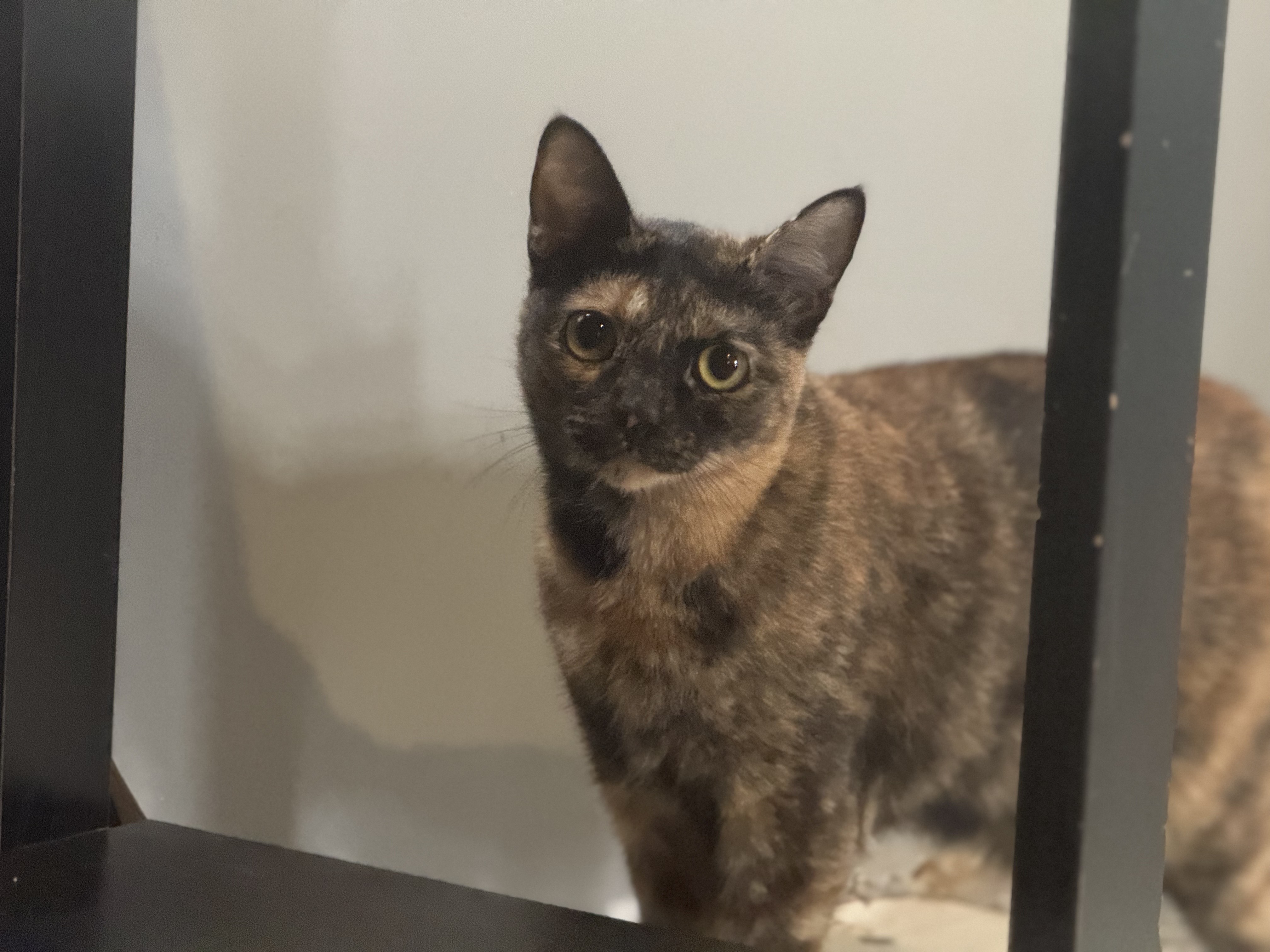 Enlarge Coral, a Adoptable American Shorthair in Lubbock, TX image 1/2