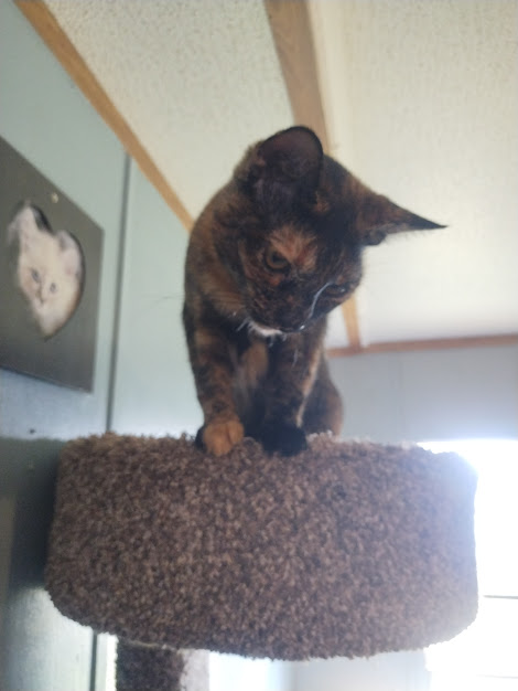 Enlarge Coral, a Adoptable American Shorthair in Lubbock, TX image 2/2