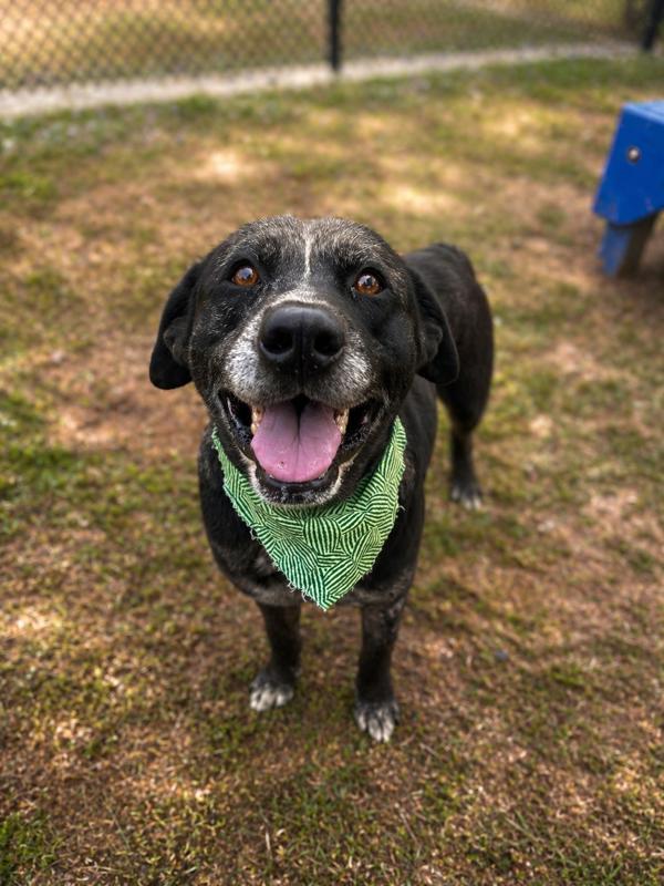 Festival, Adoptable, Senior Male Catahoula Leopard Dog.