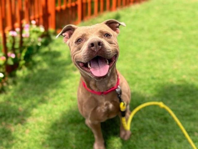 PIXIE, Adoptable, Adult Female American Staffordshire Terrier & Mixed Breed.