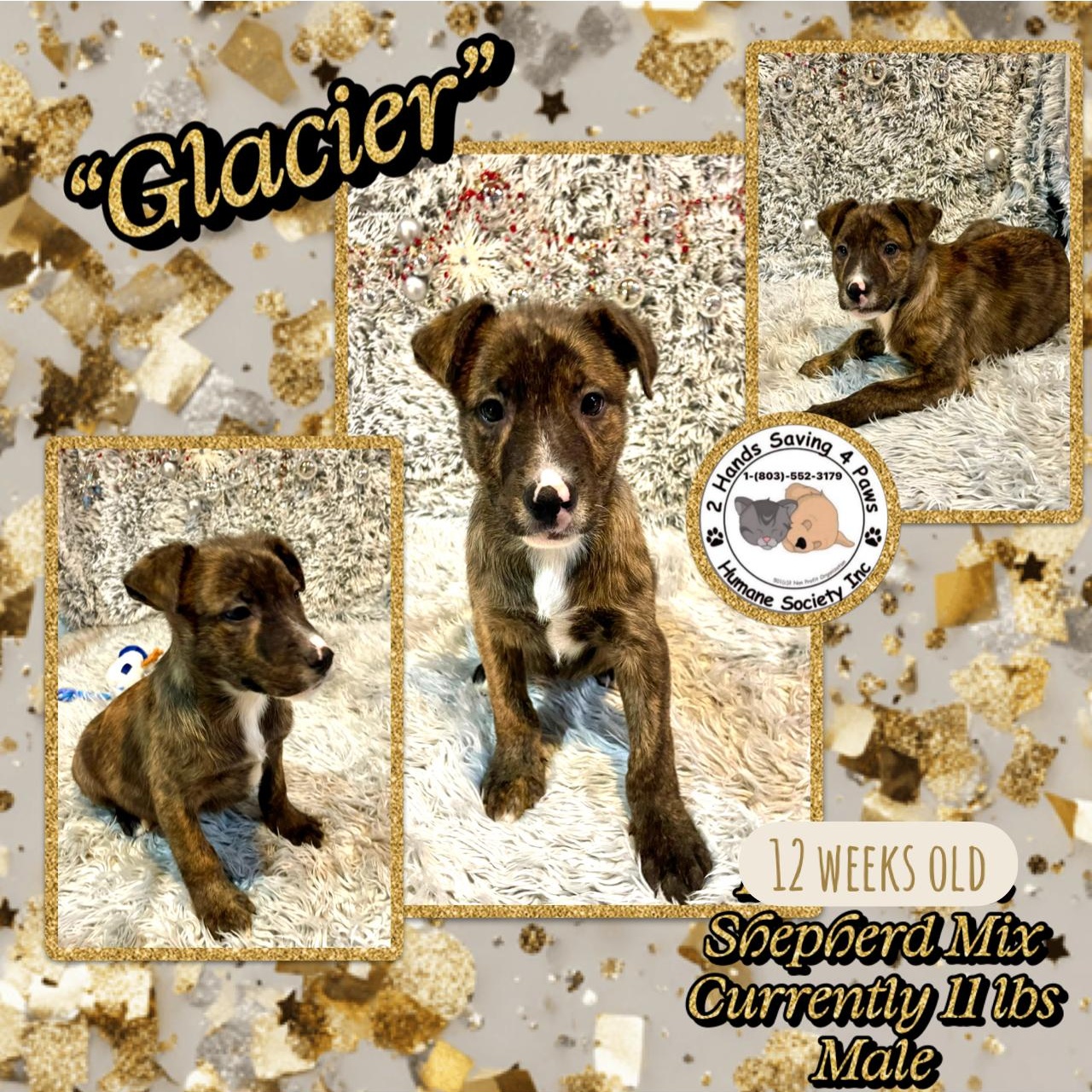 Glacier, Adoptable, Puppy Male Labrador Retriever & Shepherd.