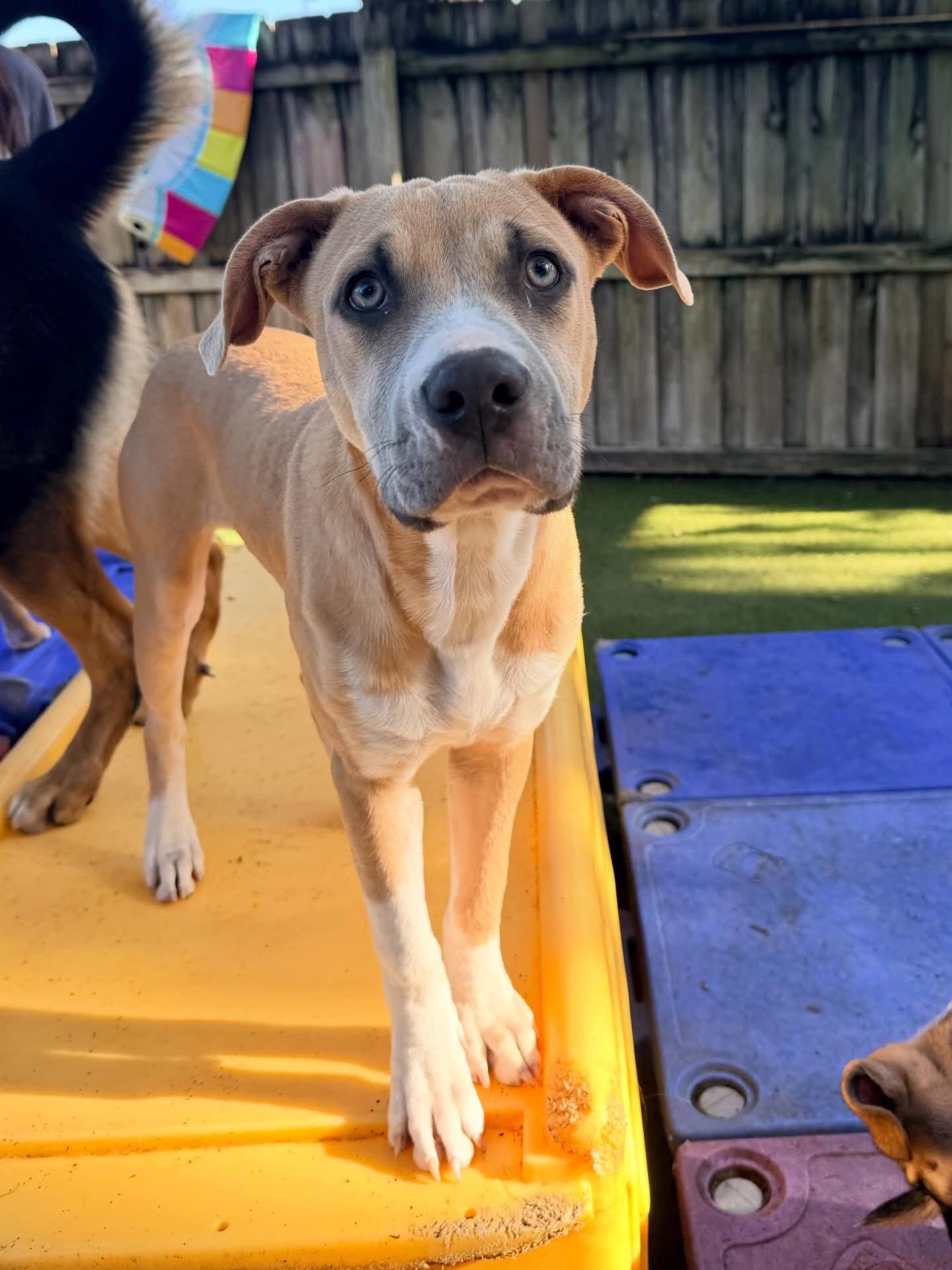 Bubbles, Adoptable, Young Female Pit Bull Terrier.