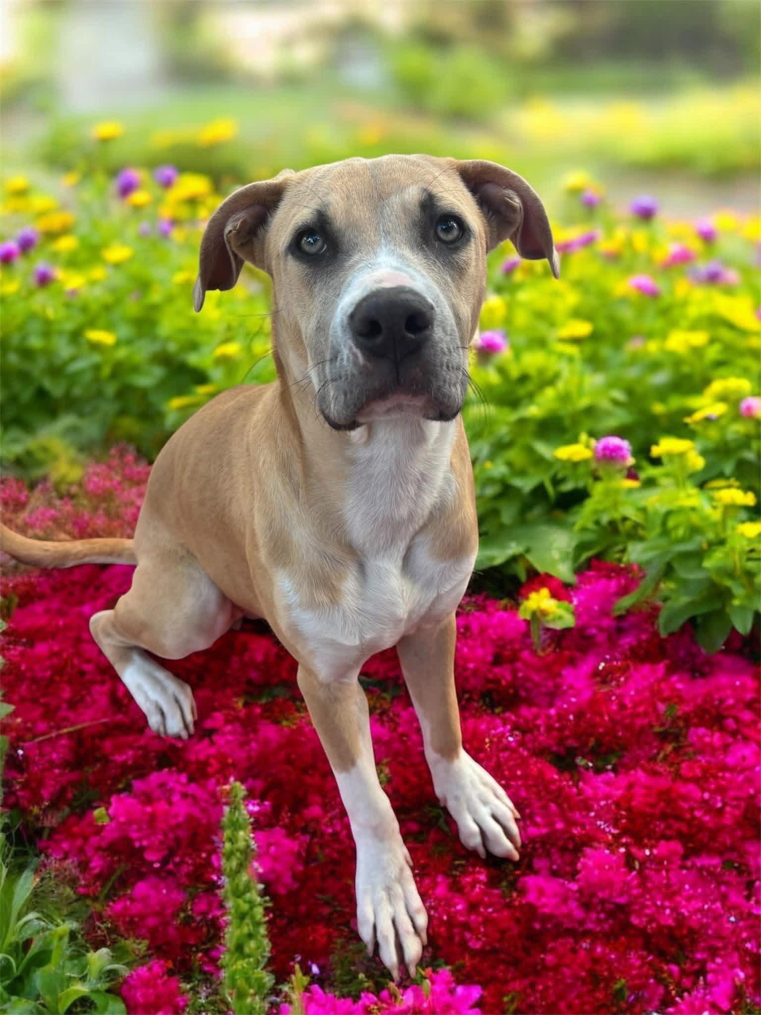 Enlarge Bubbles, a Adoptable Pit Bull Terrier in Orlando, FL image 3/3