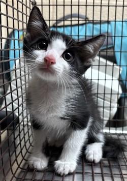 Enlarge Bolt, a Adopted Domestic Short Hair in Harlingen, TX image 1/1