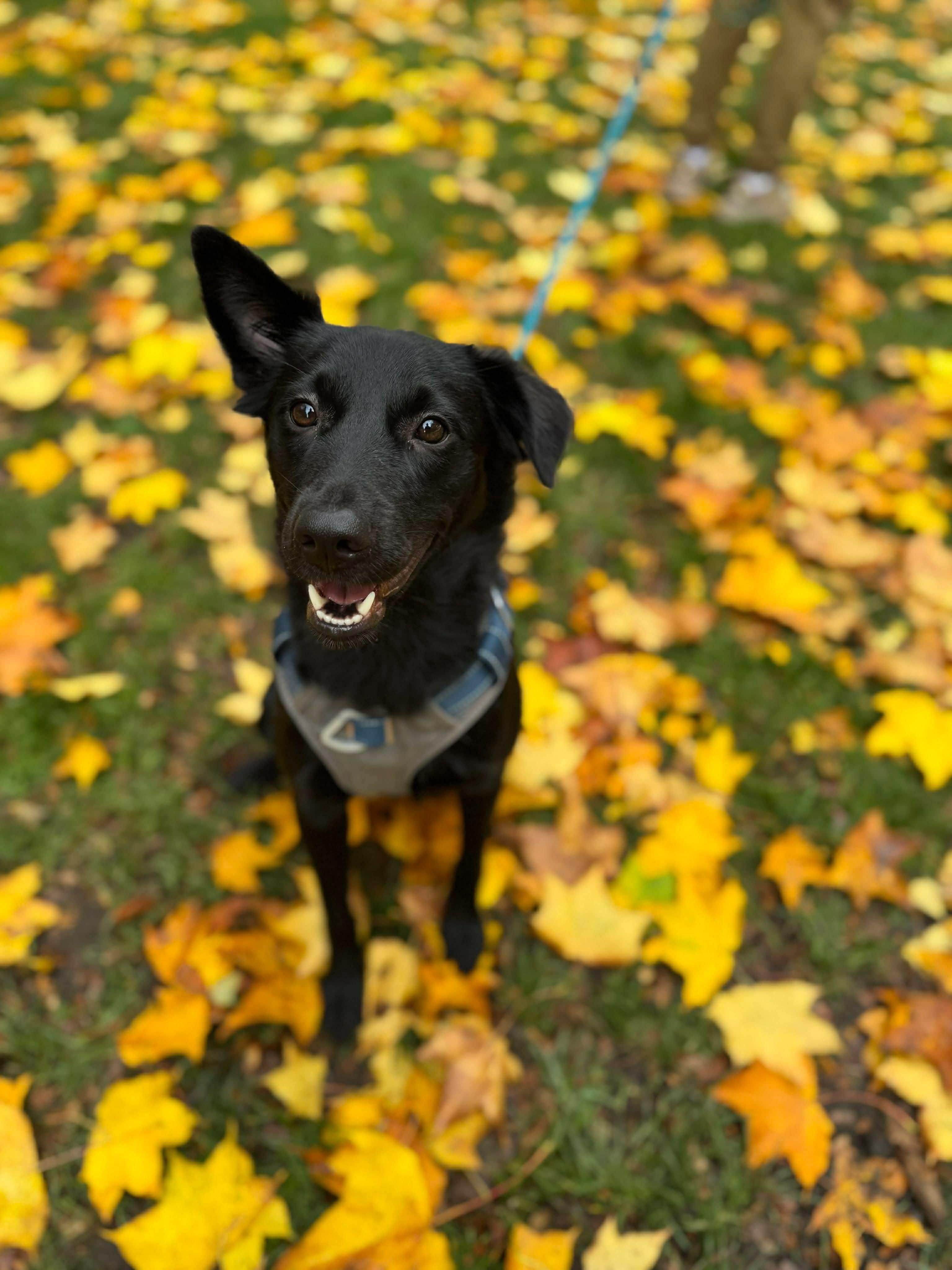 Jaxon, a Adoptable Mountain Dog in Vancouver, BC image 2/6