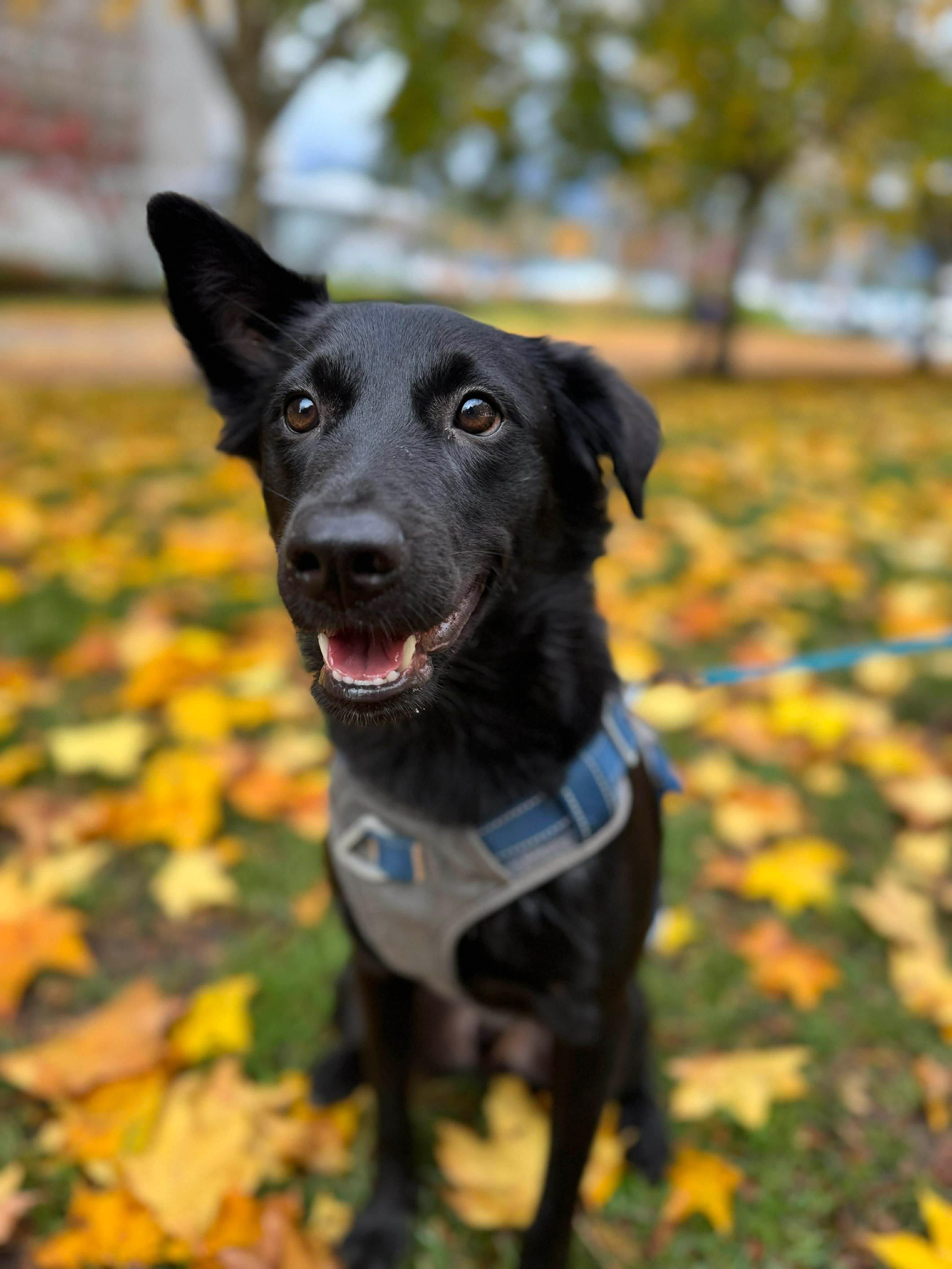 Jaxon, a Adoptable Mountain Dog in Vancouver, BC image 3/6