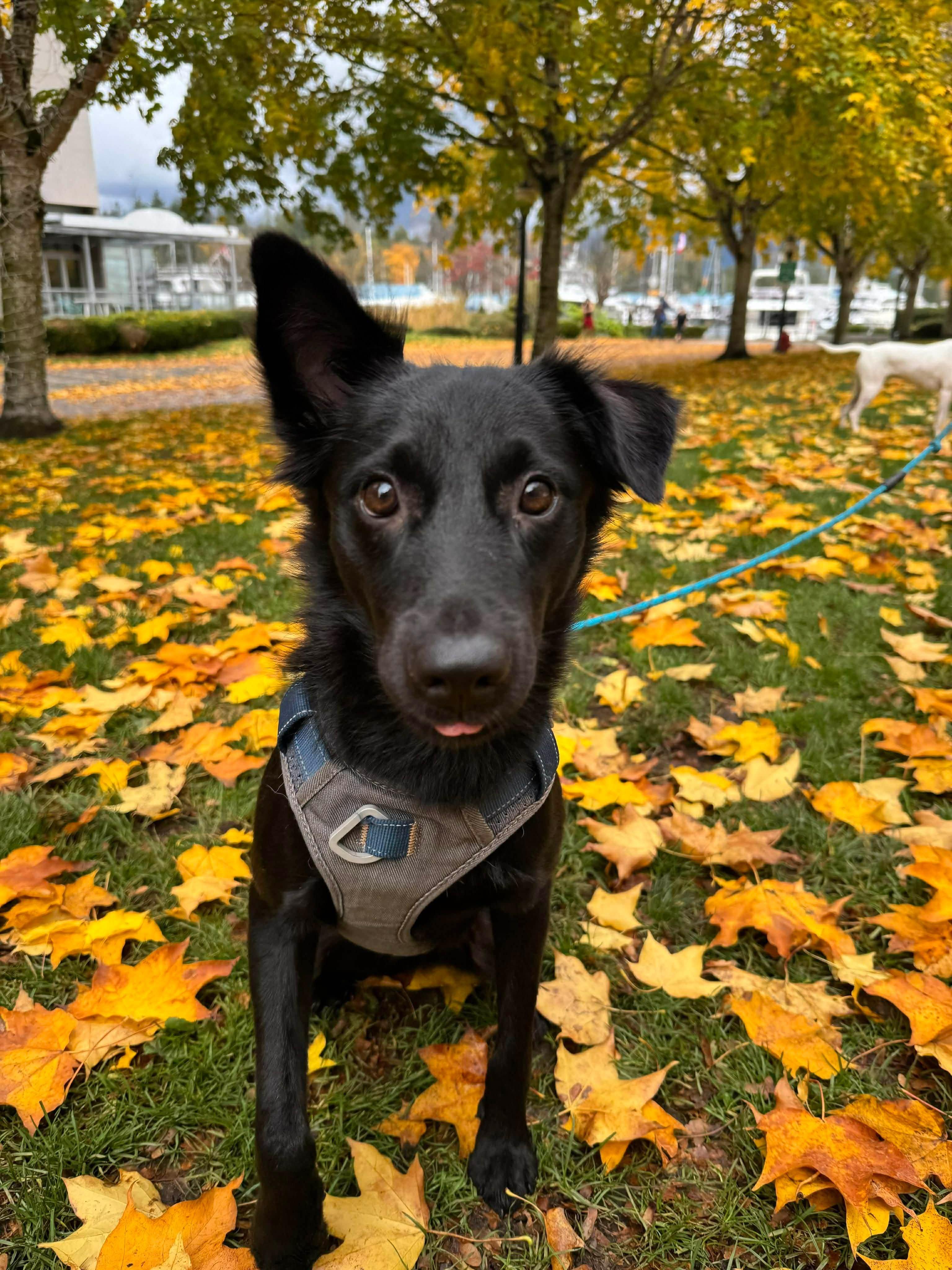 Jaxon, a Adoptable Mountain Dog in Vancouver, BC image 4/6
