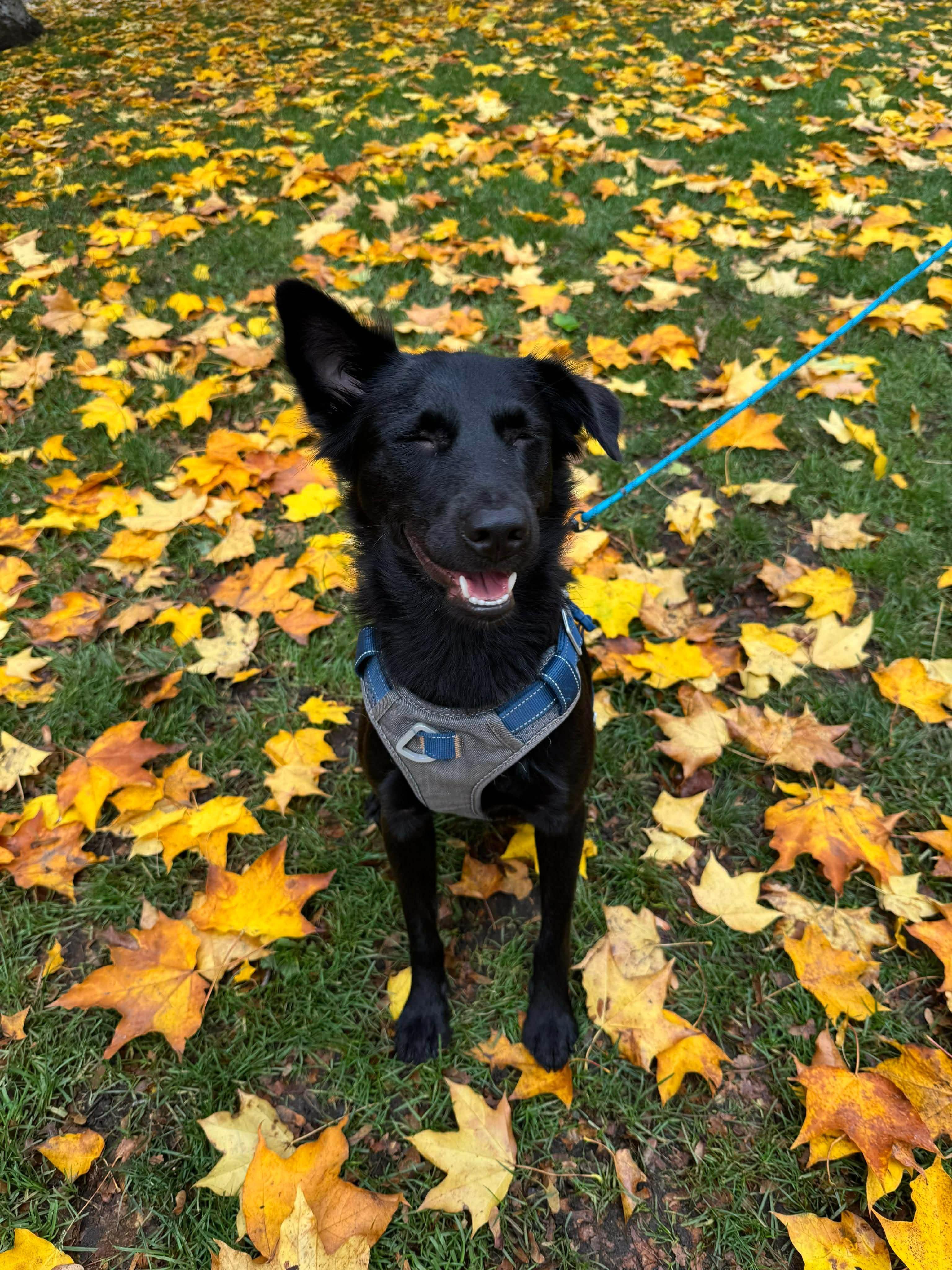 Jaxon, a Adoptable Mountain Dog in Vancouver, BC image 6/6