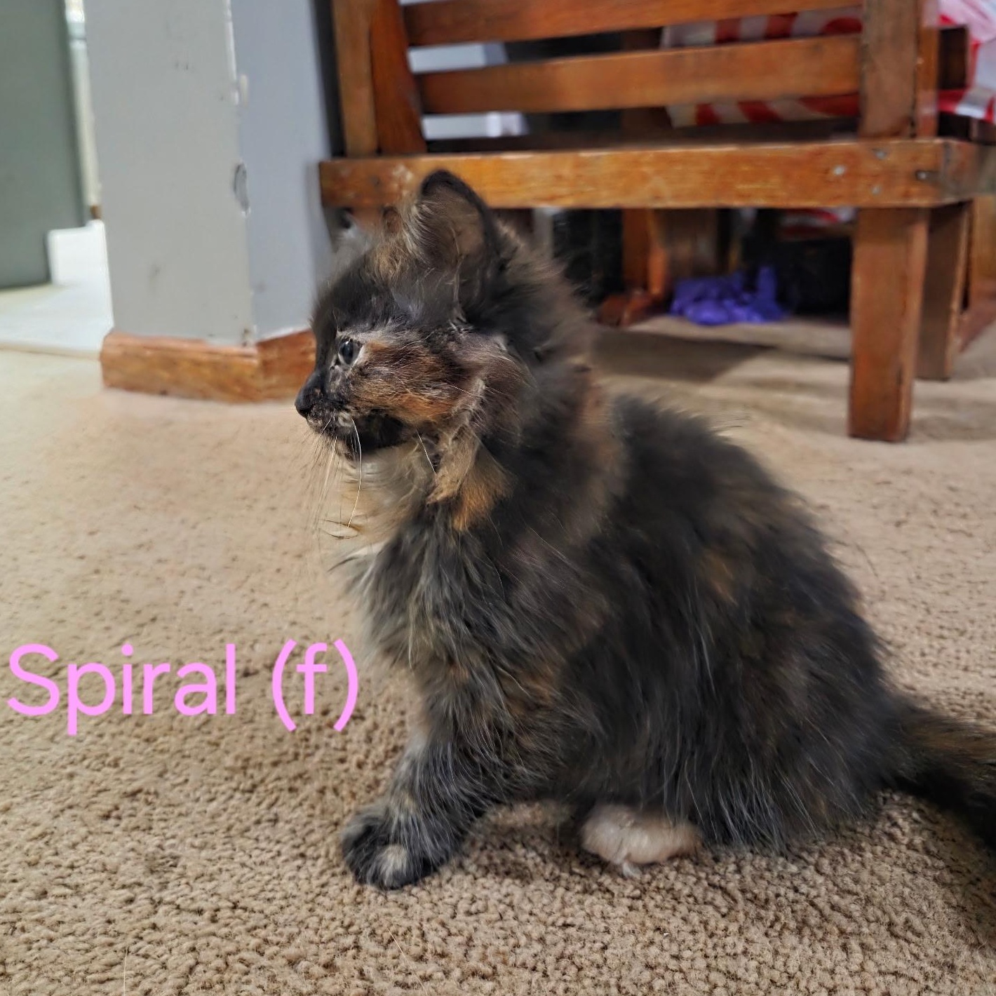 Spiral