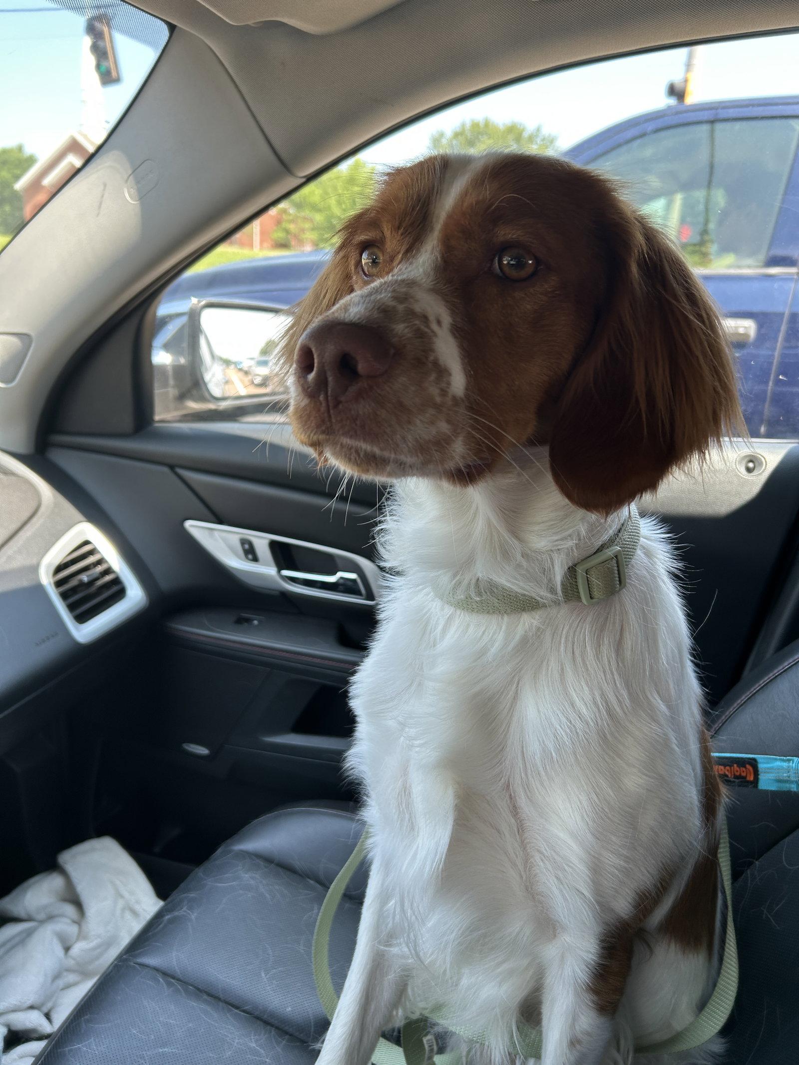 TN/Clark, Adopted, Young Male Brittany Spaniel.
