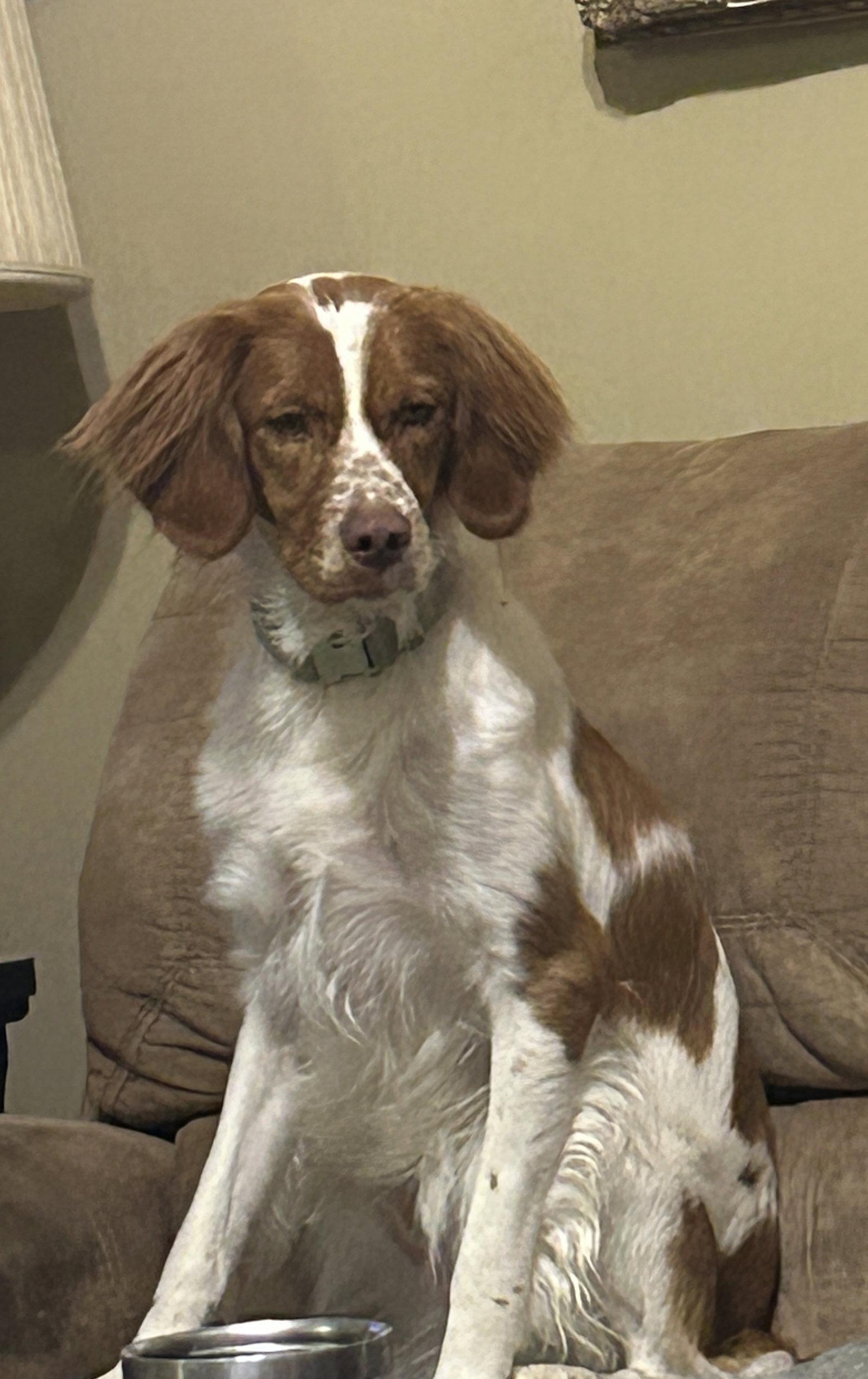 TN/Clark, a Adopted Brittany Spaniel in Baldwinsville, NY image 2/2