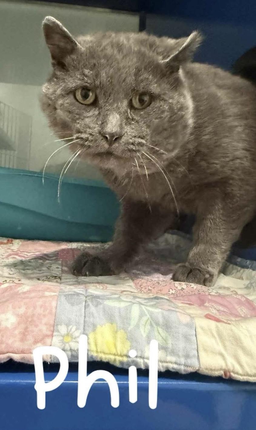 Phil