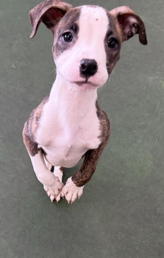 Enlarge A - Zeppelin, a Adoptable mixed breed in Cheektowaga, NY image 3/6