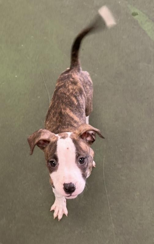 Enlarge A - Zeppelin, a Adoptable mixed breed in Cheektowaga, NY image 4/6