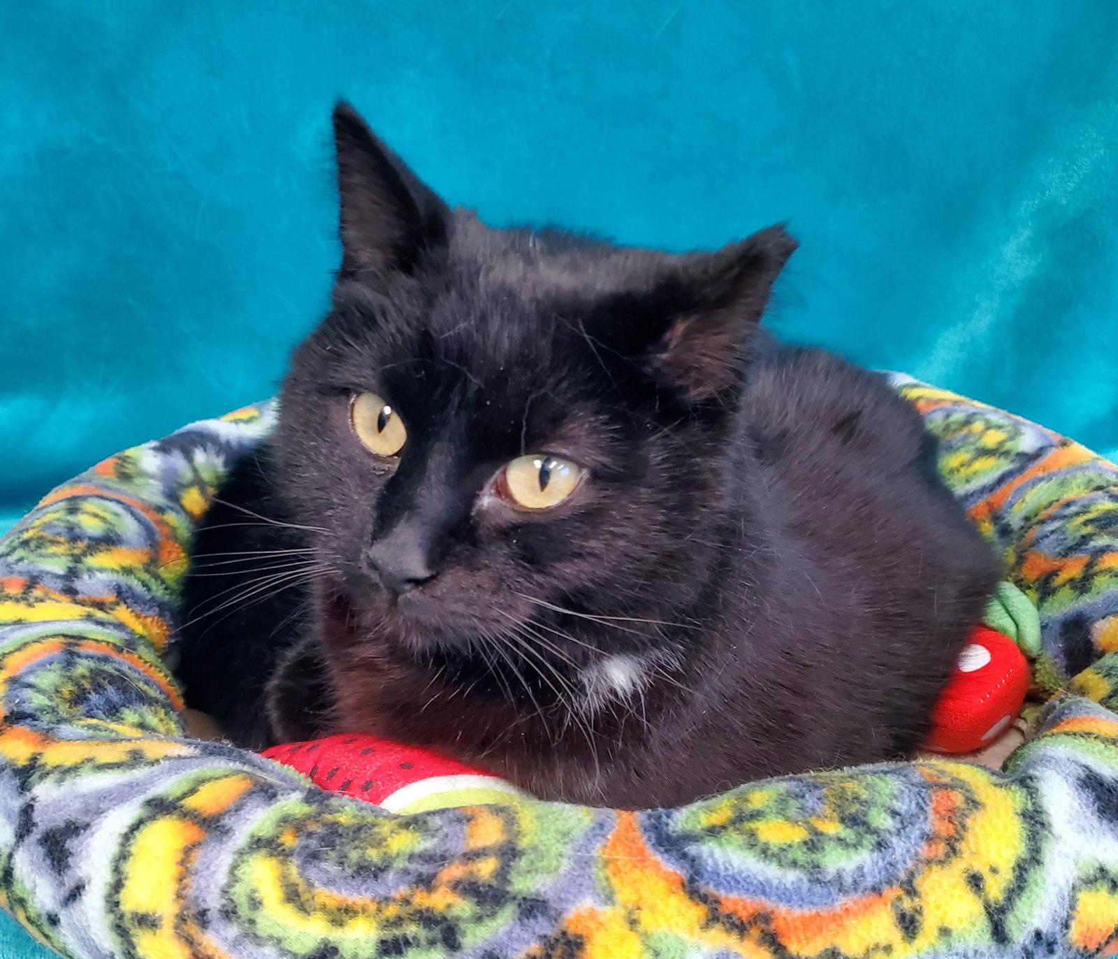 Enlarge Tilly, a Adoptable Domestic Short Hair in Greenville, IL image 1/1