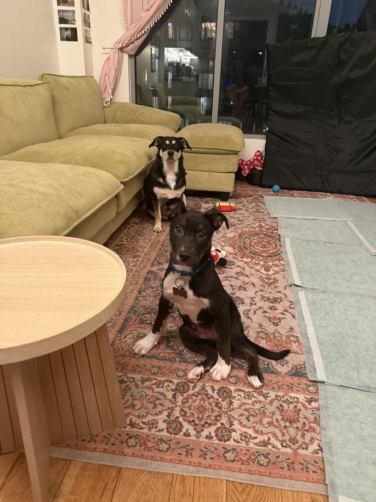 Boots, Adoptable, Puppy Male Mixed Breed.