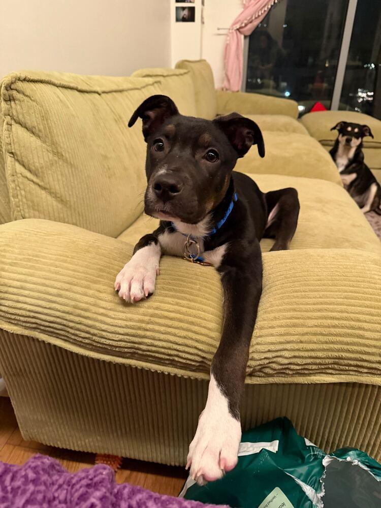 Boots, a Adoptable mixed breed in New York, NY image 2/6