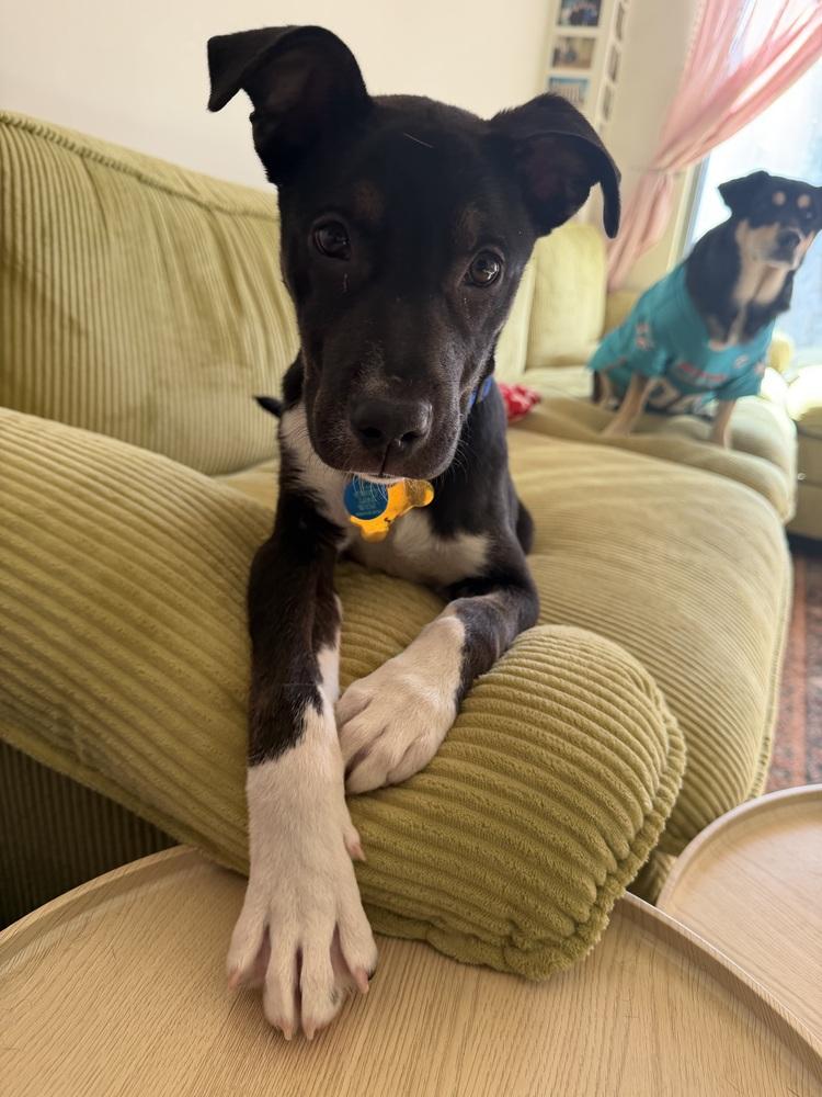 Boots, a Adoptable mixed breed in New York, NY image 3/6