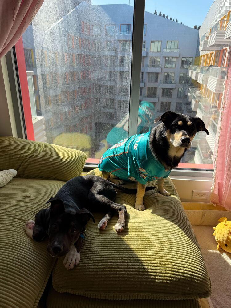 Boots, a Adoptable mixed breed in New York, NY image 4/6