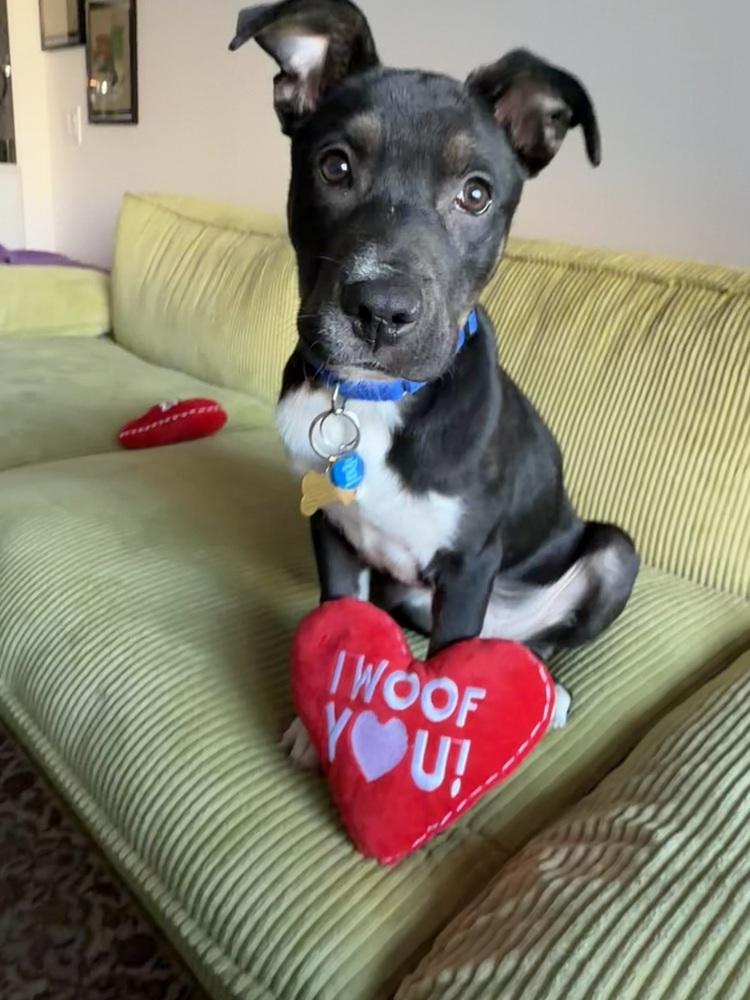 Boots, a Adoptable mixed breed in New York, NY image 5/6