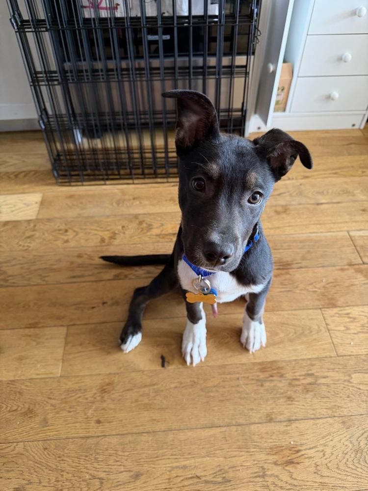 Boots, a Adoptable mixed breed in New York, NY image 6/6