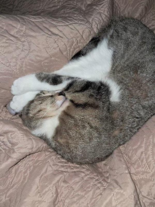 Chami — thumbnail 2