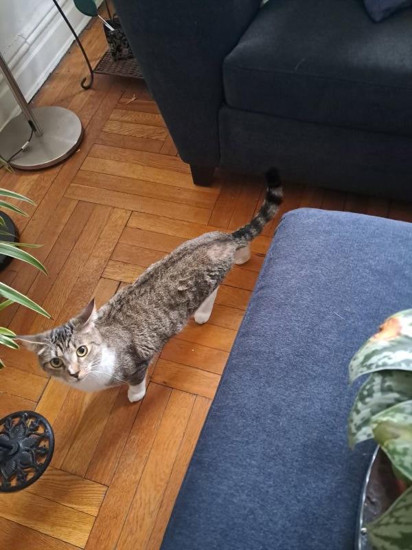 Chami — thumbnail 3